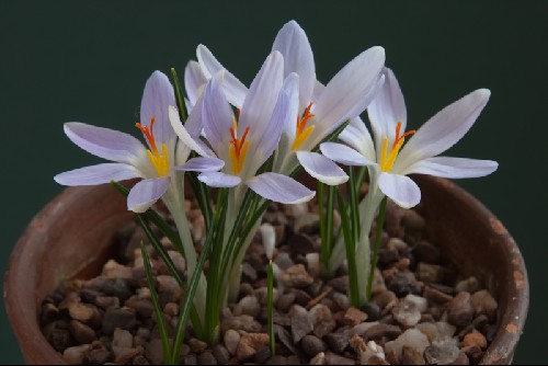 Crocus adanensis